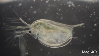 Daphnia magna under the Microscope [upl. by Salema]