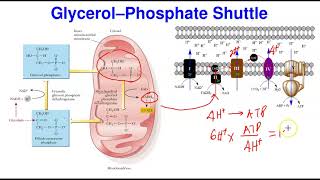 Shuttle Mechanisms amp ATP Yield [upl. by Auburn]