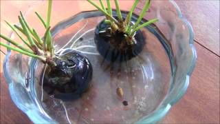 GrowPlant Chinese Water Chestnut Eleocharis dulcis in pondswimming pool [upl. by Eonak]