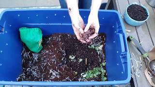 Vermicomposting 101 How to Create amp Maintain a Simple Worm Bin [upl. by Marcile]