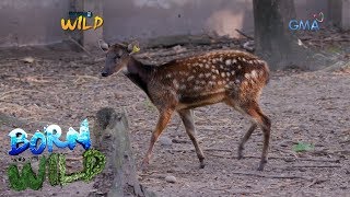 Born to be Wild The endangered Visayan spotted deer [upl. by Roleat]