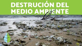 DESTRUCCIÓN del MEDIO AMBIENTE y del HÁBITAT [upl. by Croydon510]