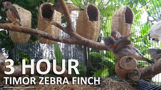 Timor Zebra Finch Song  3 Hours Finch Sounds [upl. by Jacobah]