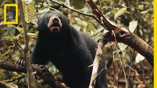 This Little Sun Bears World Is a Scary Place  Short Film Showcase [upl. by Neve643]