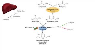 Ketone Body Synthesis  Ketogenesis  Formation Pathway and Regulation [upl. by Irfan2]