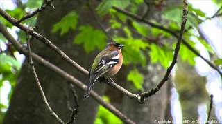 Buchfink mit Gesang und Regenruf  Chaffinch singing and rain call  Fringilla coelebs [upl. by Raff]