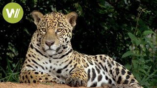 Secret Brazil Jaguar the king of the Pantanal  Animal documentary  Part 12 [upl. by Rudyard]