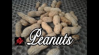 How To Grow Peanuts In Containers [upl. by Refinne]