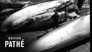 Whaling 19401949 [upl. by Lerual949]