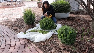 Trimming Boxwoods ✂️🌿 Garden Answer [upl. by Arracat]