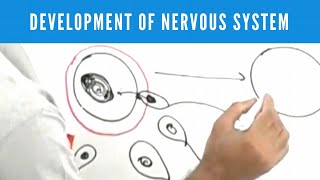 The stages of Human Development [upl. by Merl]