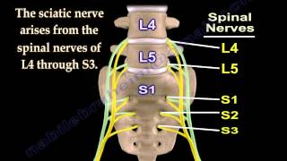 Sciatic Nerve  Anatomy  3D animation  Everything You Need To Know  Dr Nabil Ebraheim [upl. by Siger477]