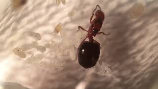 Crematogaster Laeviuscula Colony Update [upl. by Burford]