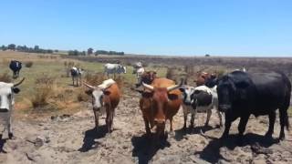 Nguni Cows and Calves [upl. by Beane]