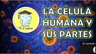 LA CÉLULA HUMANA Y SUS PARTES [upl. by Metcalf]