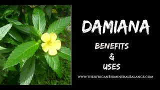 12 BENEFITS amp USES OF DAMIANA [upl. by Blackburn]