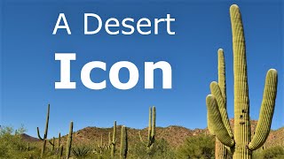 Icon of the American Desert The Mighty Saguaro Cactus [upl. by Marget]