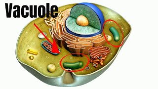 Vacuoles Function in Cells [upl. by Veronike]