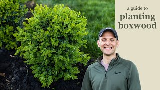 A Guide to Planting Boxwood [upl. by Wooster]