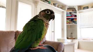 Trello the Green Cheek Conure Talking [upl. by Astred]