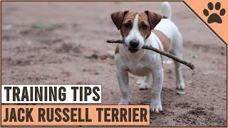 How To Train A Jack Russell Terrier  Dog World [upl. by Otrebide]