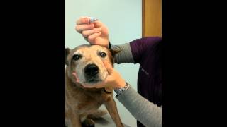 How to apply eye ointment to a dog or cat [upl. by Adnah]