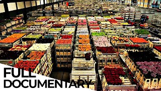 Billion Dollar Flower Market  ENDEVR Documentary [upl. by Onairelav450]