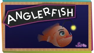 All About Anglerfish [upl. by Legir49]