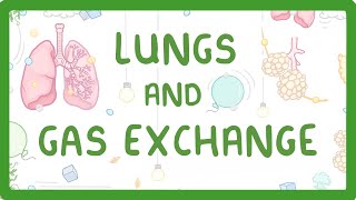 GCSE Biology  Gas Exchange and Lungs 26 [upl. by Alyehs]