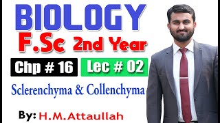 Sclerenchyma and collenchyma  Chapter 16  2nd year Biology  Lec  02 [upl. by Ecar923]