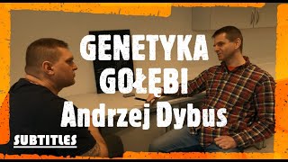 GENETYKA GOŁĘBI  Andrzej Dybus hodowca i specjalista od badań genetycznych Zbigniew Rodak i gość [upl. by Immak542]