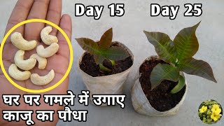 घर पर गमले में उगाए काजू का पौधा  How to grow Cashew tree From Seeds Fast amp Easy [upl. by Eissolf]