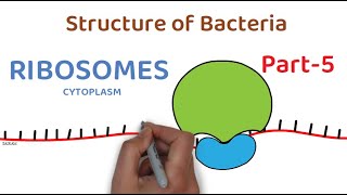 Structure of Bacteria  Part 5  Ribosomes [upl. by Aicilav764]