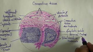 Histology of lymph node [upl. by Hulda]