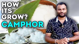 How does it grow Camphor   कपूर कैसे बनता है   Farming engineer [upl. by Maggy]