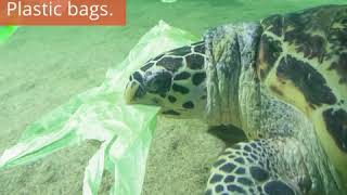 DISTURBING Sea Turtles are Mistaking Plastic Bags for Jellyfish  Oceana [upl. by Uwkuhceki736]