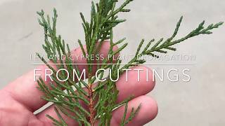 Leyland Cypress Plant Propagation From Cuttings [upl. by Norabal]