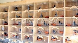 BEST Modern pigeon loft design  Pigeons breeding Coops [upl. by Crowe]