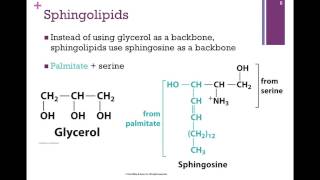 053Phospholipids amp Sterols [upl. by Oberon]