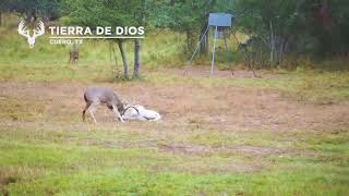 Ram and BIG Buck Fight at Tierra De Dios Ranch [upl. by Flinn]