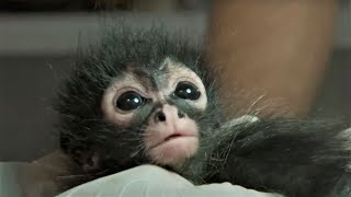 Rescuing A Baby Spider Monkey  Jungle Animal Hospital  BBC Earth [upl. by Hsetih680]