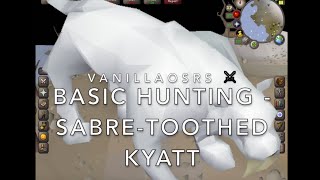 SabreToothed Kyatt OSRS Beginner Hunting Guide [upl. by Einahpehs]