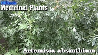 ⟹ WORMWOOD Artemisia absinthium 🌿 BE CAREFUL [upl. by Felicia954]