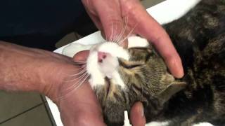 Treating Cats with Eye Ointment [upl. by Kenrick685]