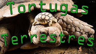 ⏱️ Tortugas Terrestres  En 1 minuto [upl. by Wolpert]