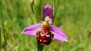 Orquídeas Terrestres La Orquídea Abeja Ophrys apifera [upl. by Burnsed]