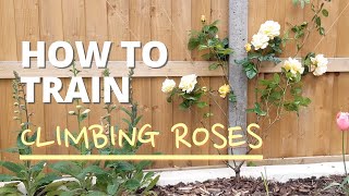 How to Train Climbing Roses  Quick amp Easy Tutorial [upl. by Leval]