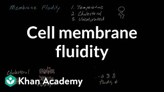 Cell membrane fluidity  Cells  MCAT  Khan Academy [upl. by Adnahsed]