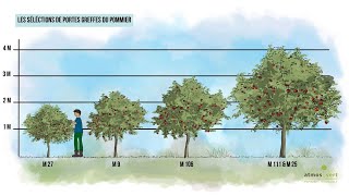 Comment créer des arbres fruitiers pour à peine 2 euros [upl. by Normandy]