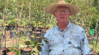 How to Grow Persimmon Trees [upl. by Gardiner]